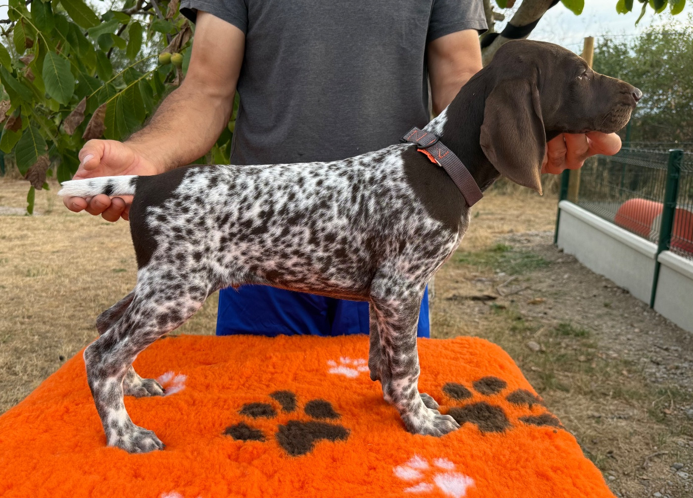 Du Rio Parana - Chiots disponibles - Braque allemand à poil court
