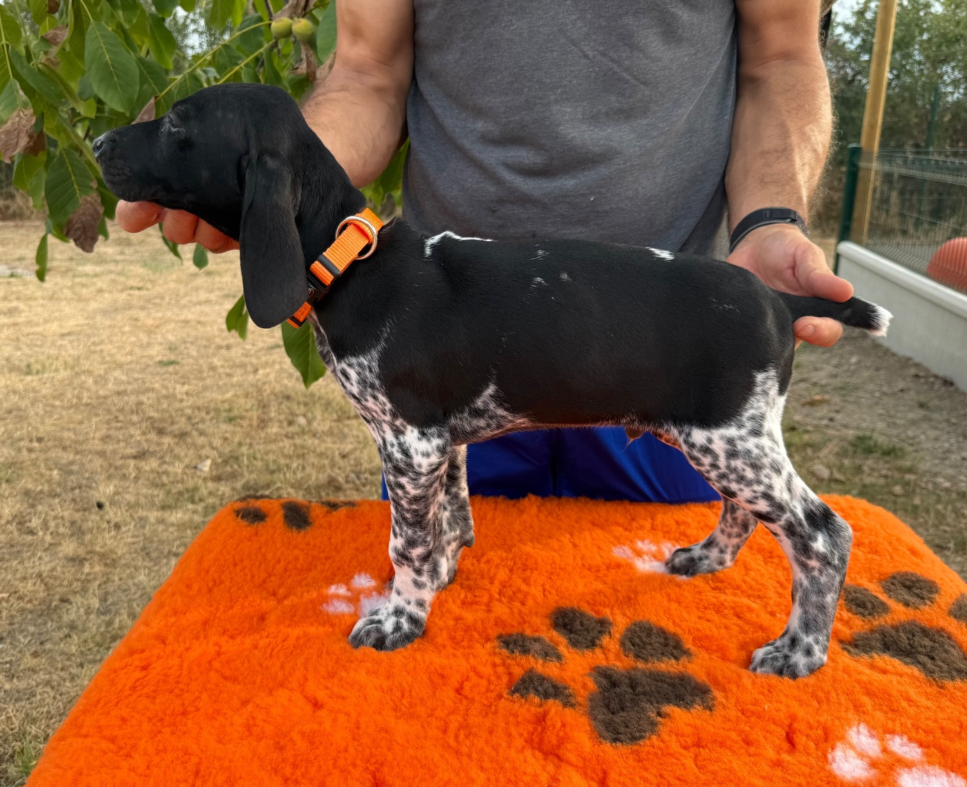 Du Rio Parana - Chiots disponibles - Braque allemand à poil court
