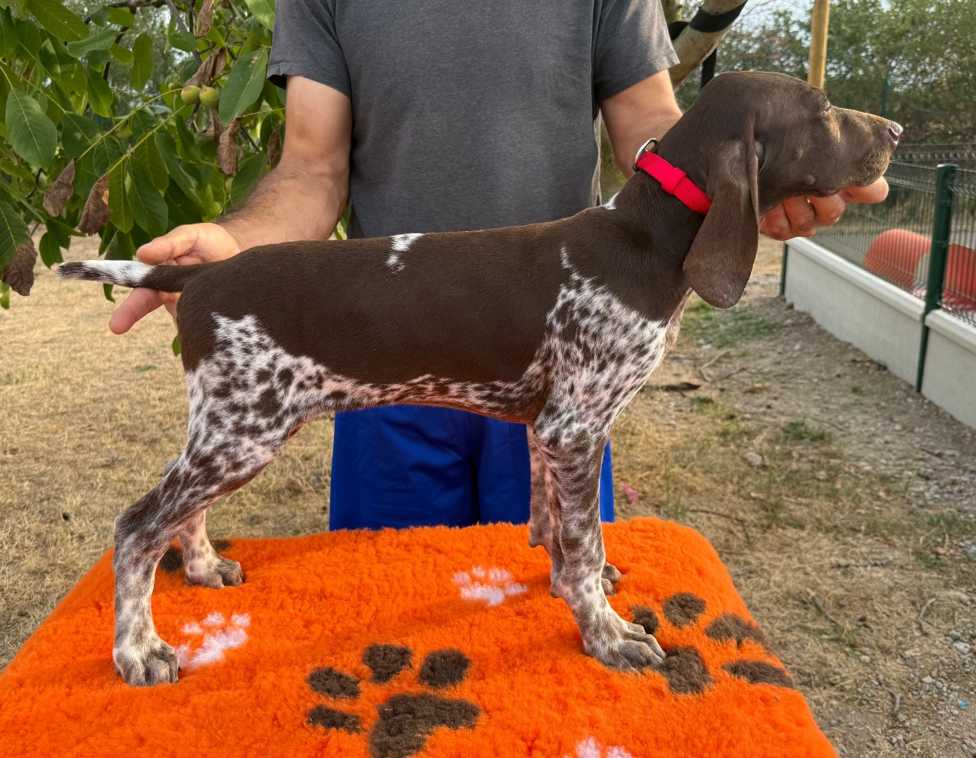 Du Rio Parana - Chiots disponibles - Braque allemand à poil court