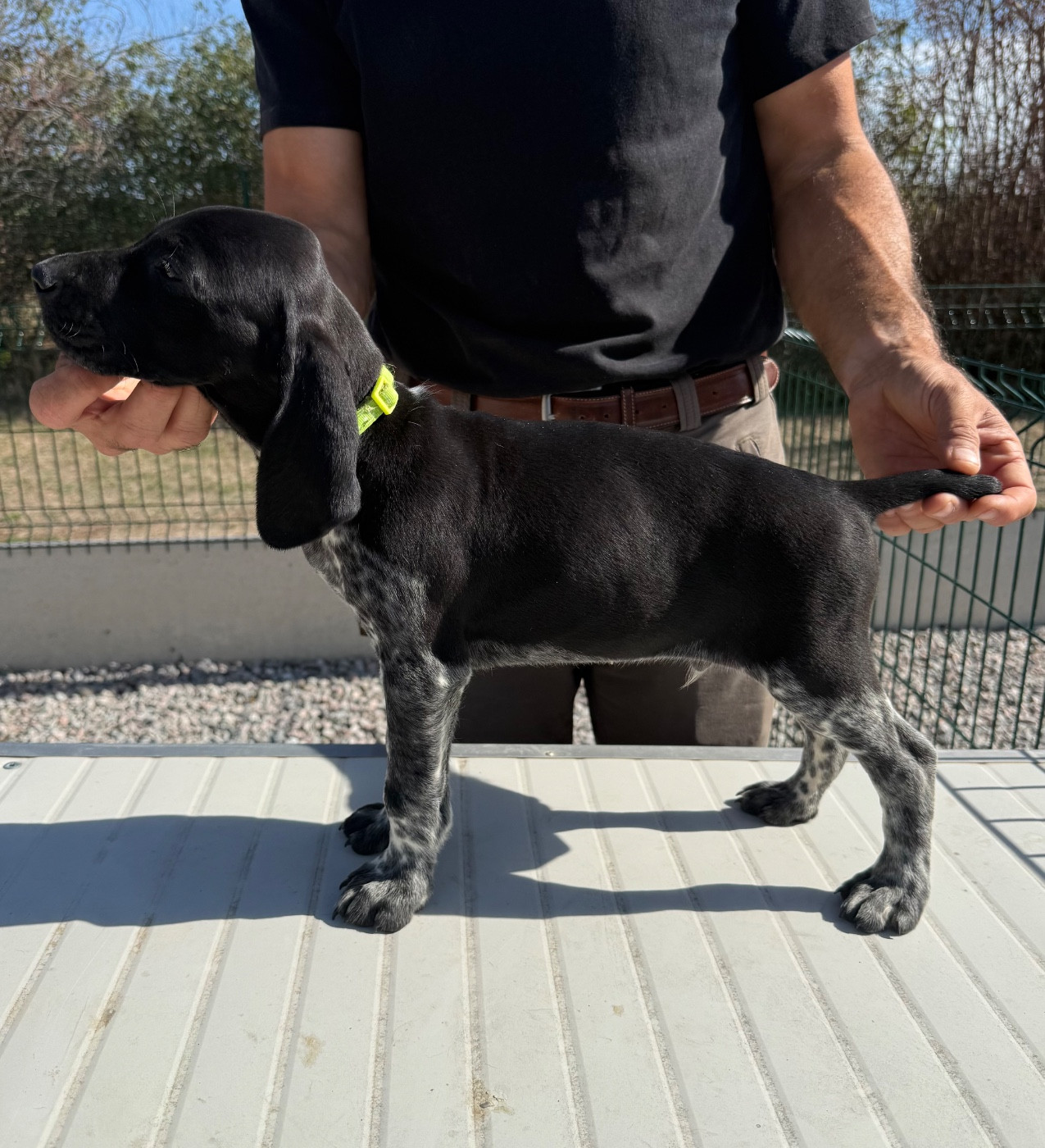 Du Rio Parana - Chiots disponibles - Braque allemand à poil court
