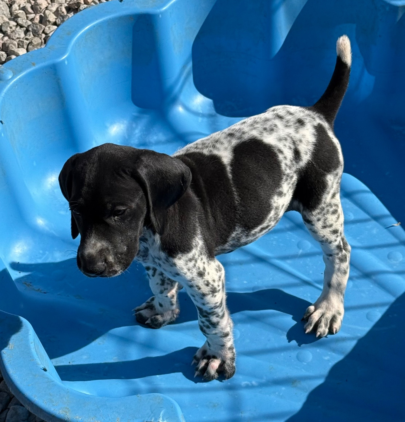 Du Rio Parana - Chiots disponibles - Braque allemand à poil court