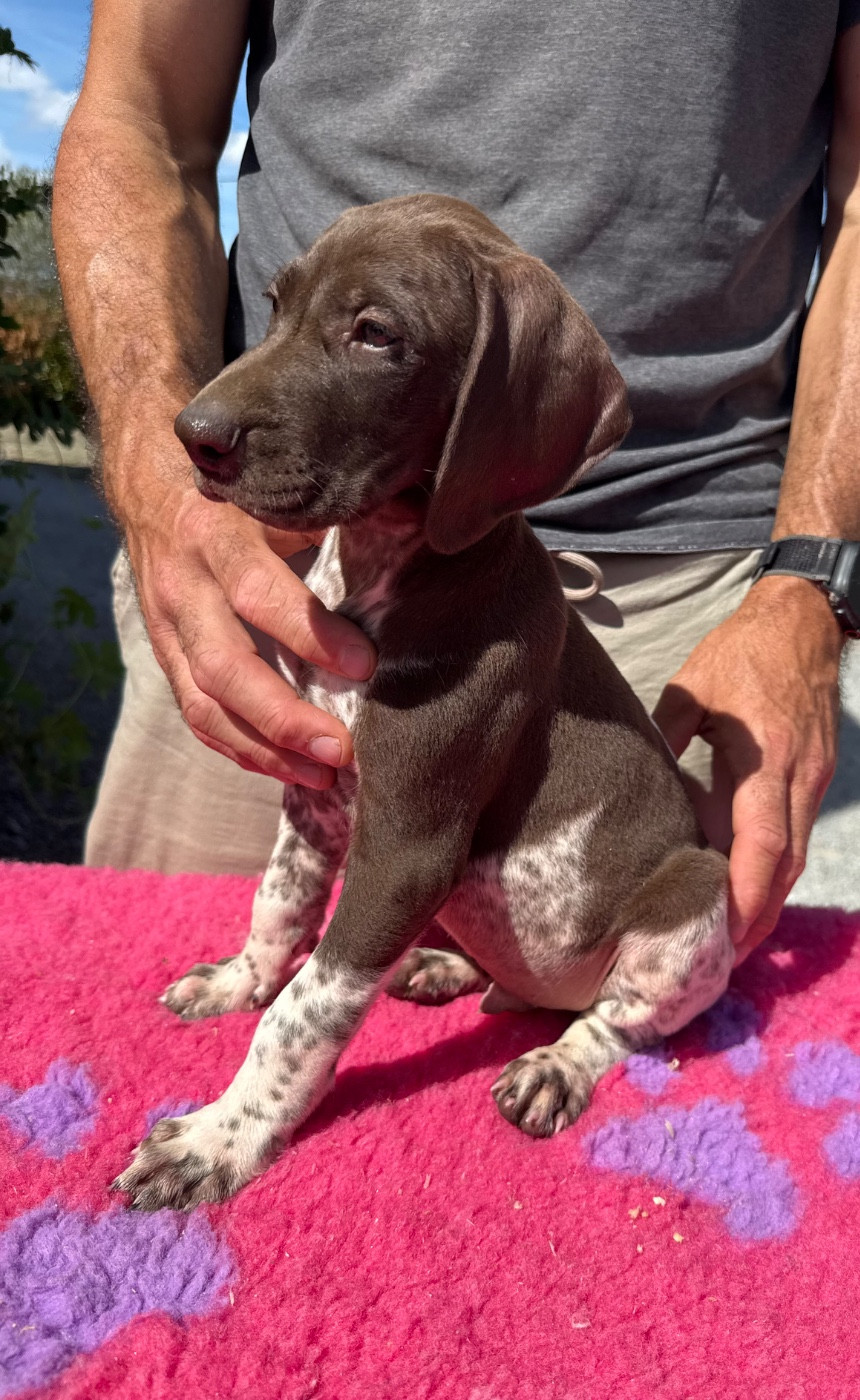 Du Rio Parana - Chiots disponibles - Braque allemand à poil court