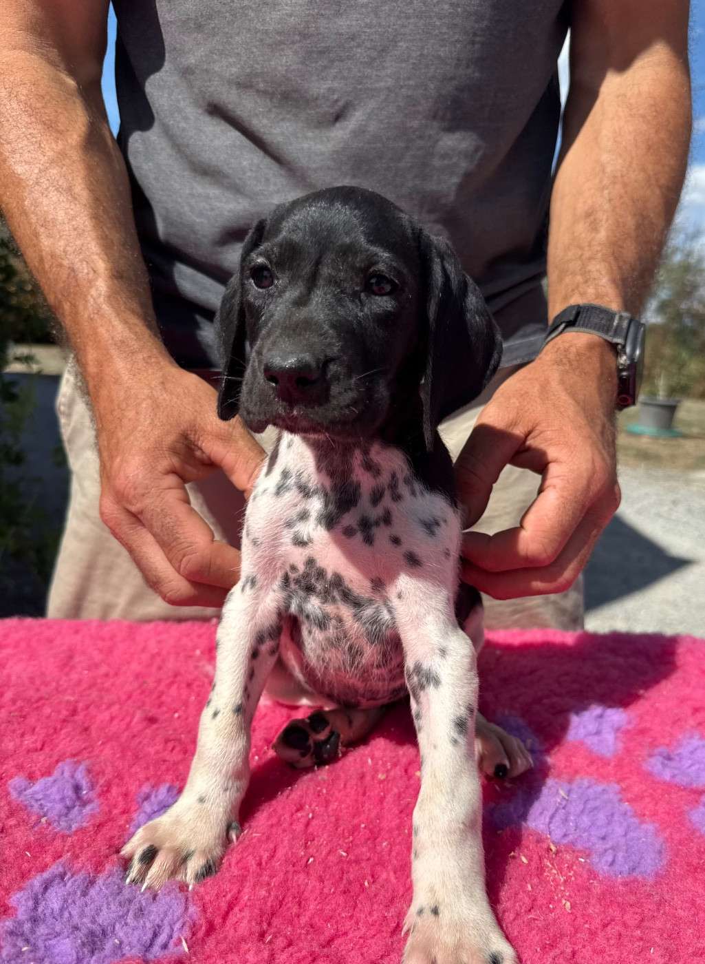 Du Rio Parana - Chiots disponibles - Braque allemand à poil court