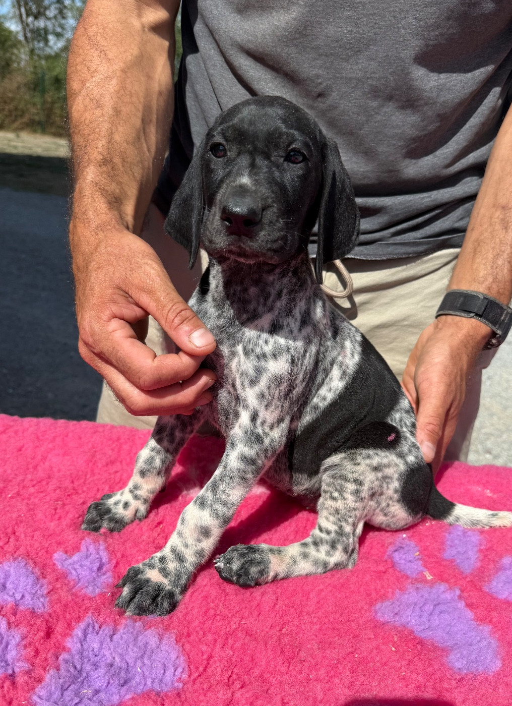 Du Rio Parana - Chiots disponibles - Braque allemand à poil court