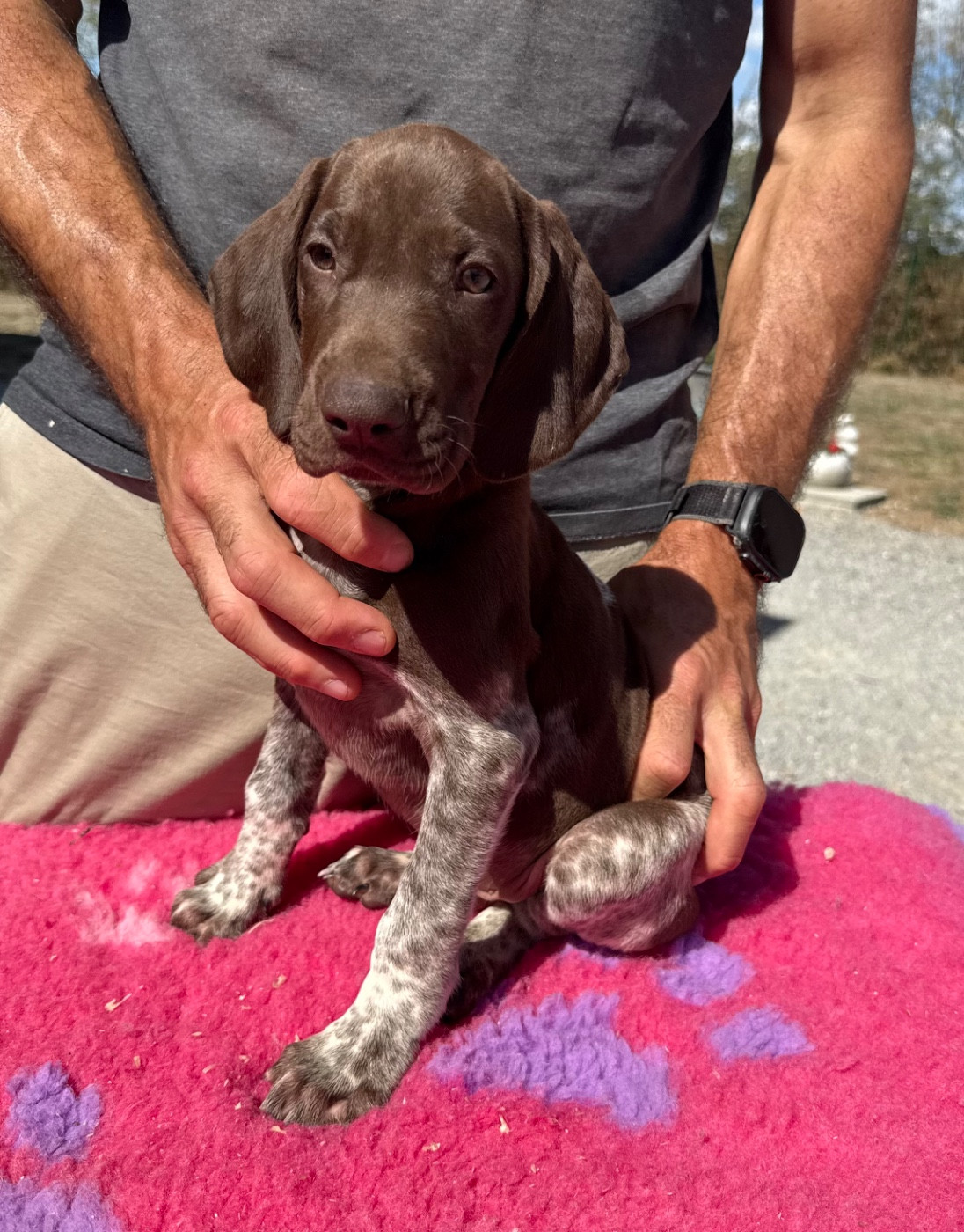 Du Rio Parana - Chiots disponibles - Braque allemand à poil court