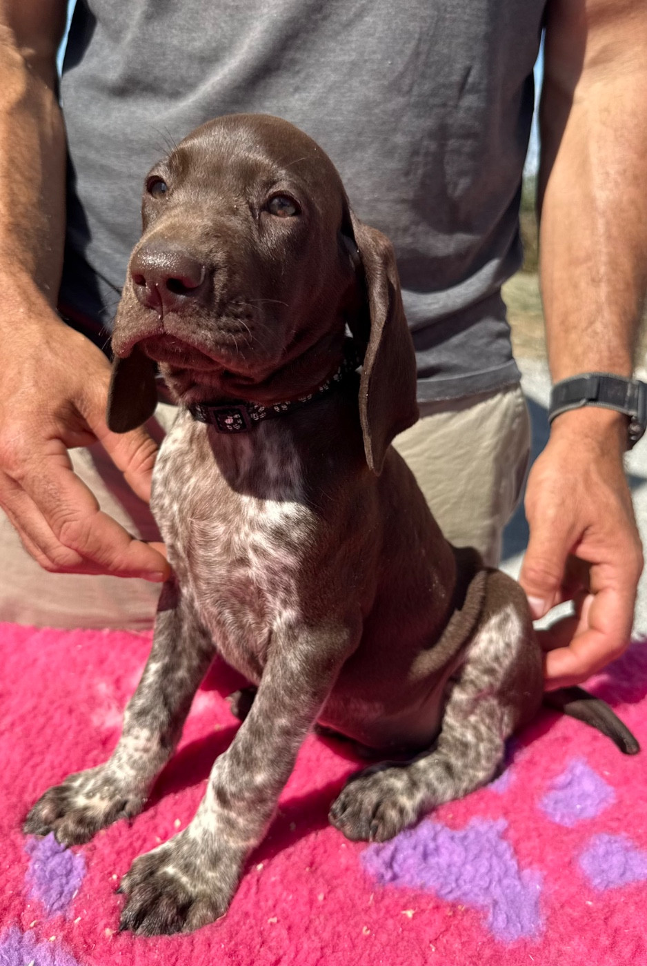 Du Rio Parana - Chiots disponibles - Braque allemand à poil court