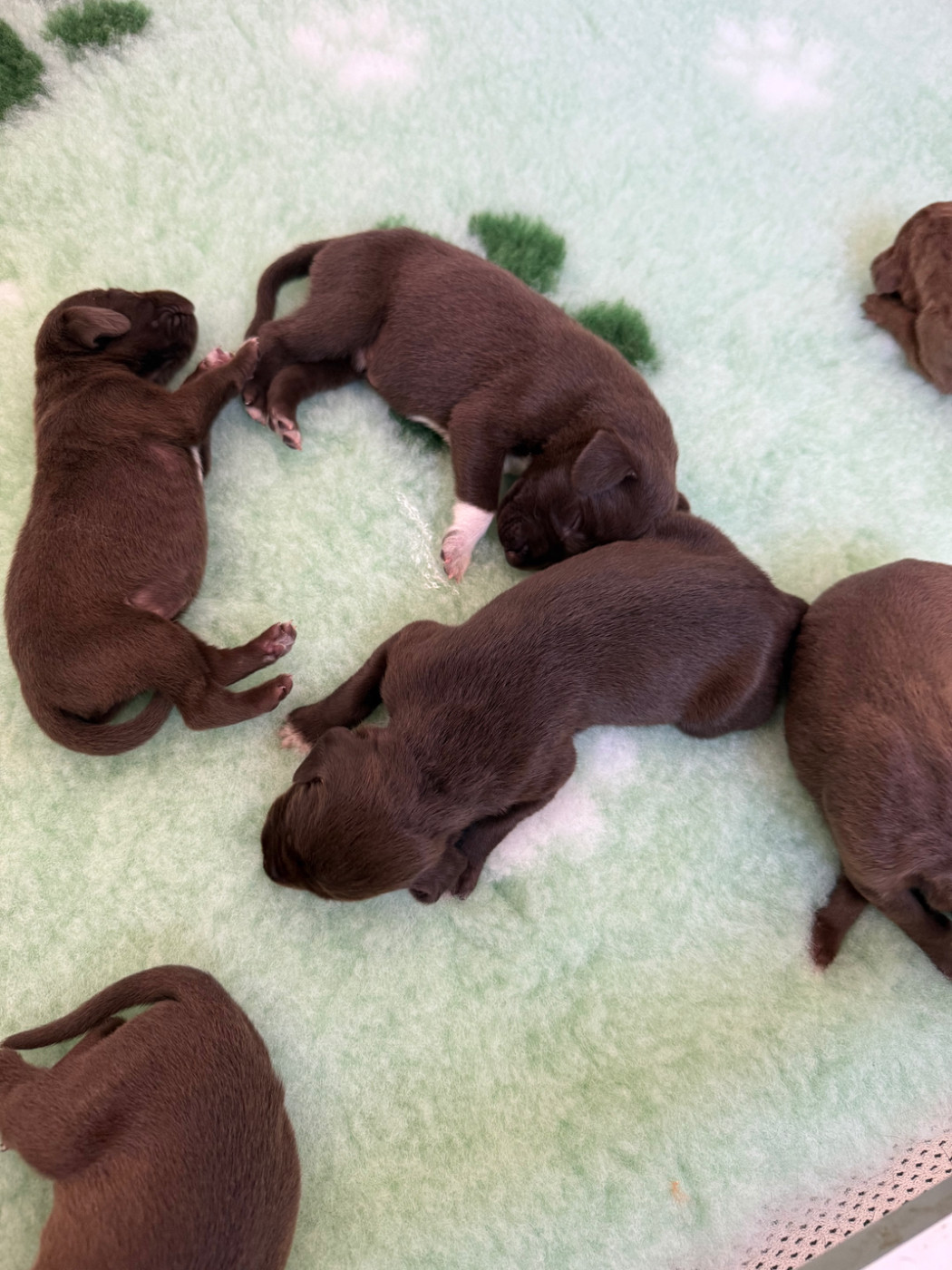 Du Rio Parana - Chiots disponibles - Braque allemand à poil court