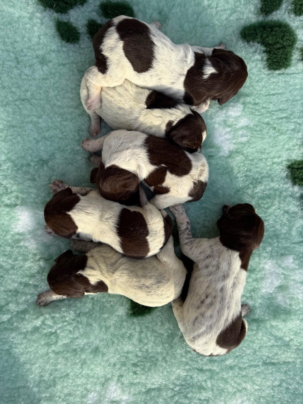 Du Rio Parana - Chiots disponibles - Braque allemand à poil court