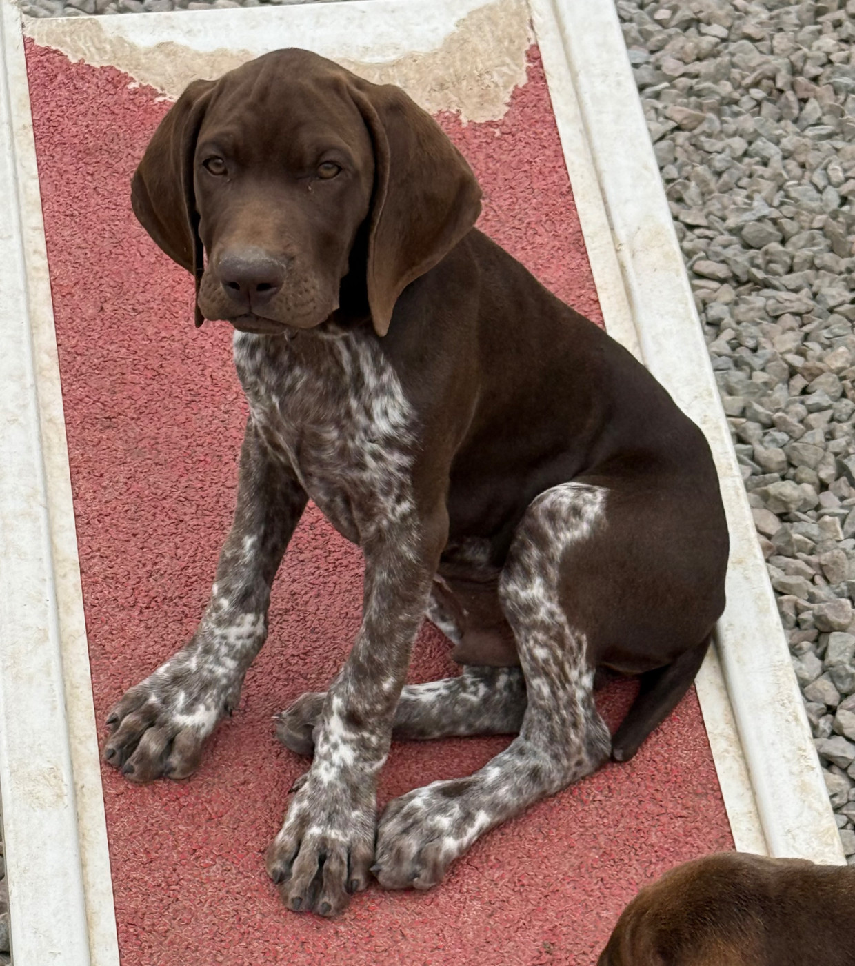 Du Rio Parana - Chiots disponibles - Braque allemand à poil court