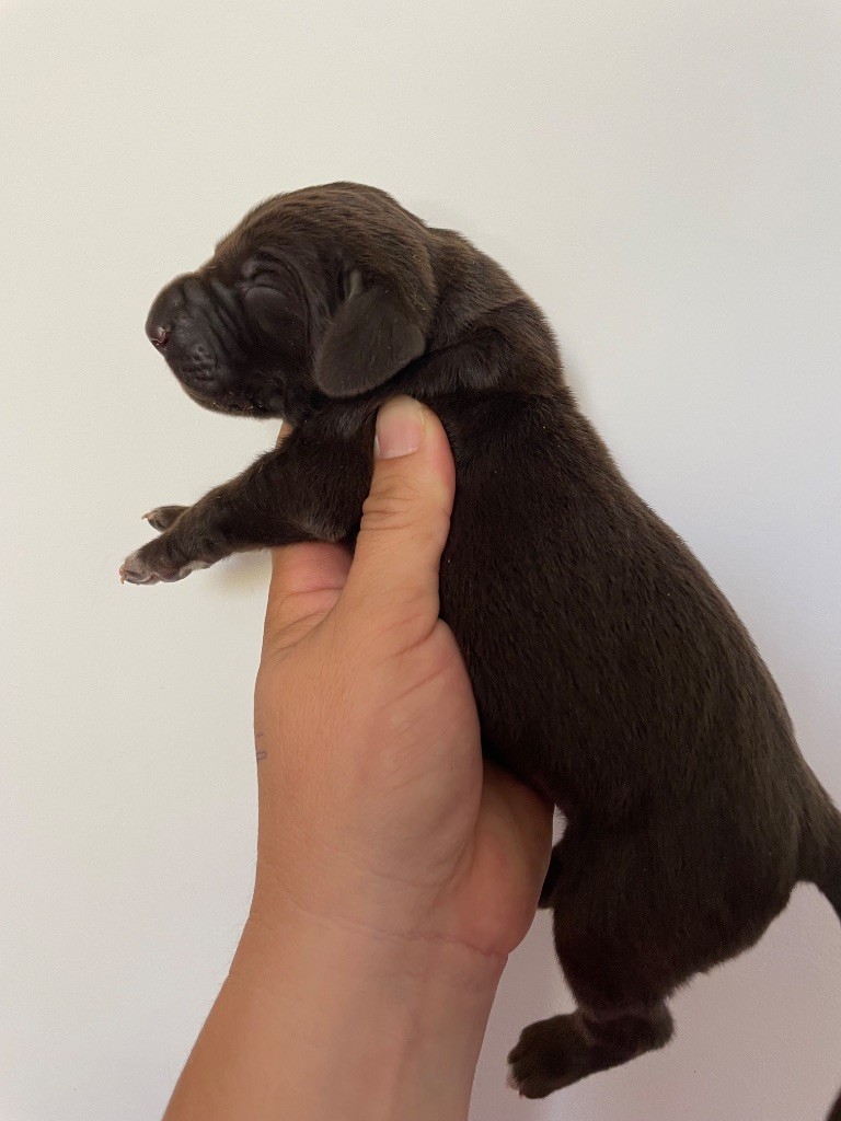 Du Rio Parana - Chiots disponibles - Braque allemand à poil court