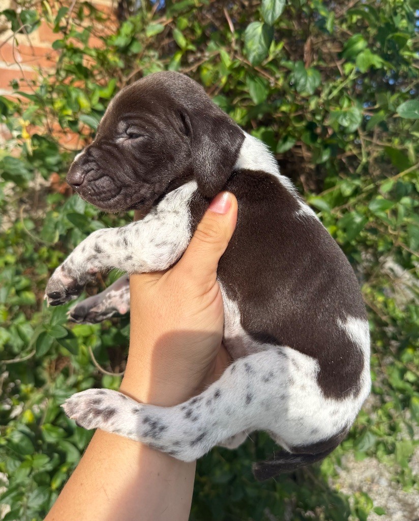 Du Rio Parana - Chiots disponibles - Braque allemand à poil court