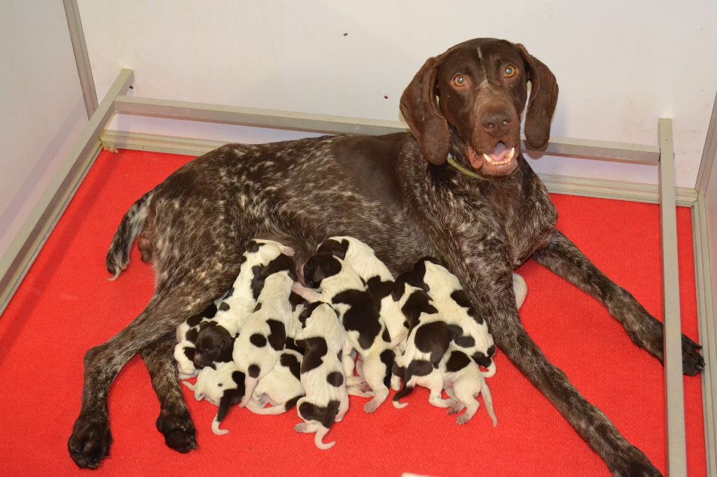 Chiot Braque allemand à poil court Du Rio Parana
