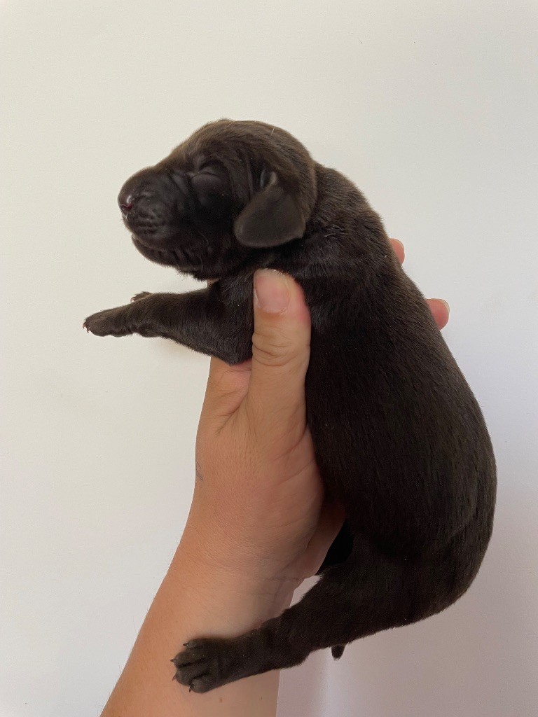 Du Rio Parana - Chiots disponibles - Braque allemand à poil court