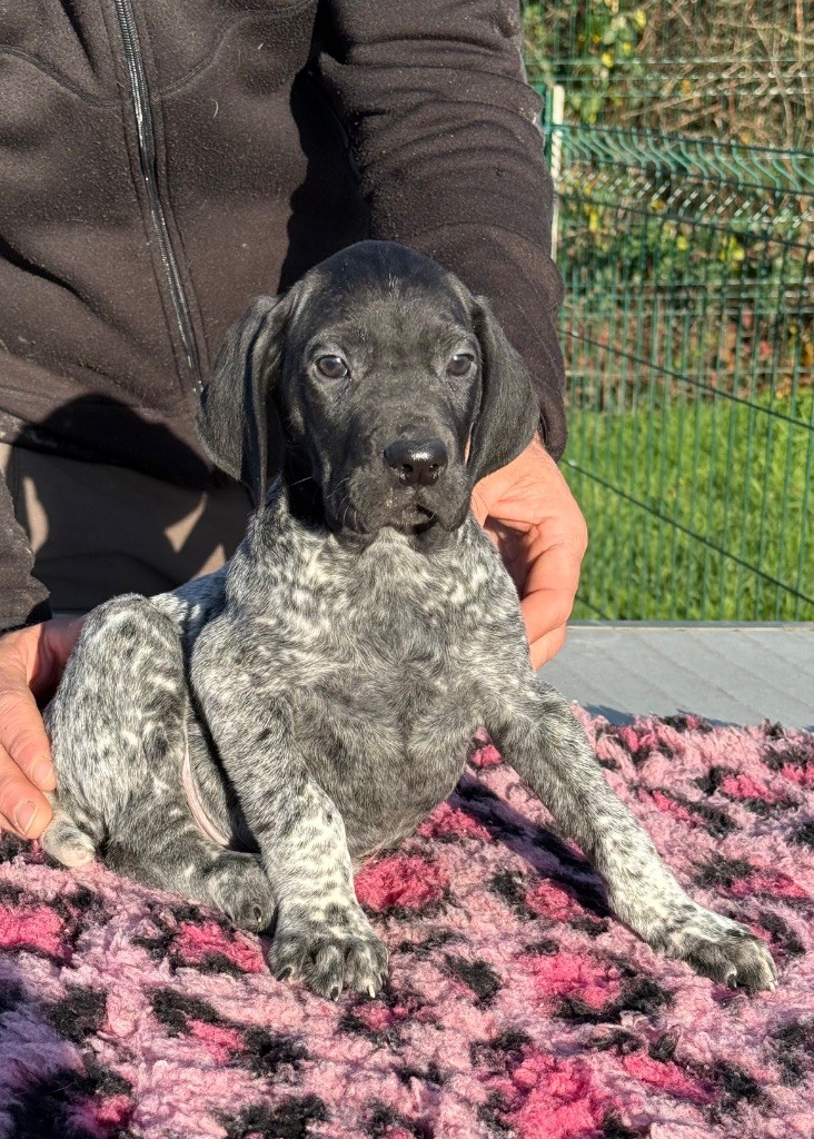 Du Rio Parana - Chiots disponibles - Braque allemand à poil court