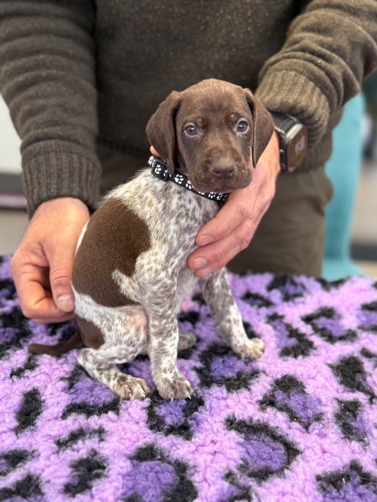 Du Rio Parana - Chiots disponibles - Braque allemand à poil court