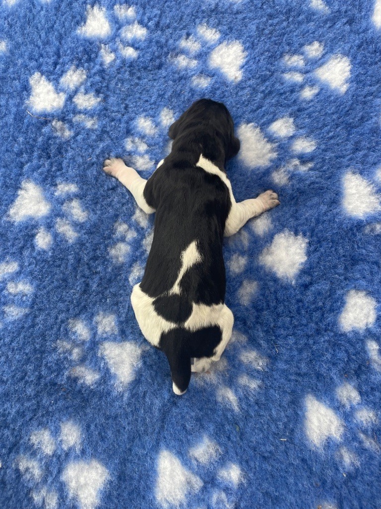 CHIOT 2