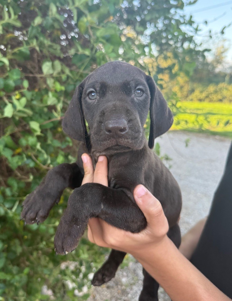 Du Rio Parana - Chiots disponibles - Braque allemand à poil court