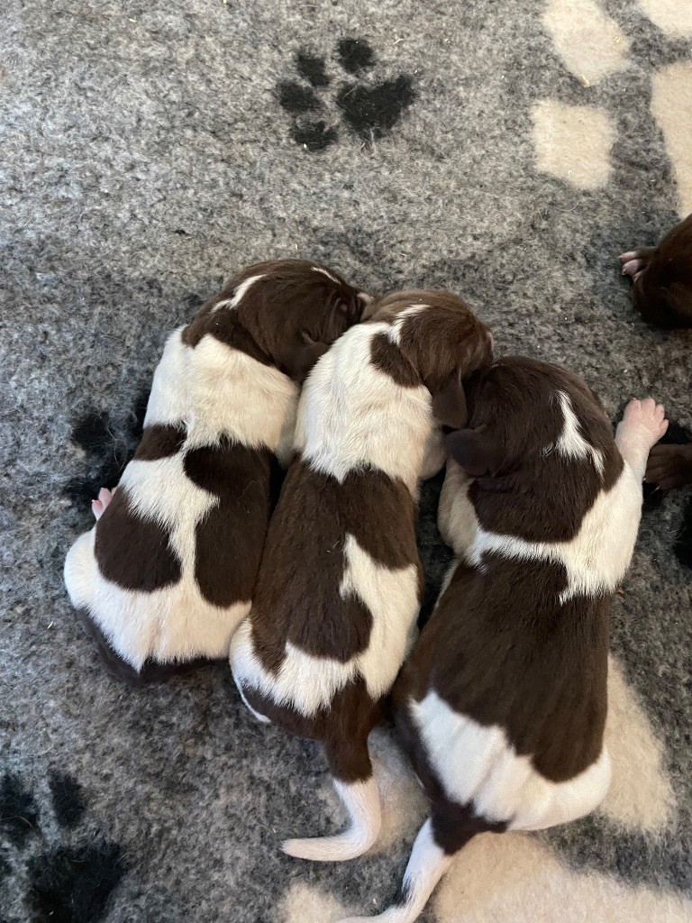 Du Rio Parana - Chiots disponibles - Braque allemand à poil court