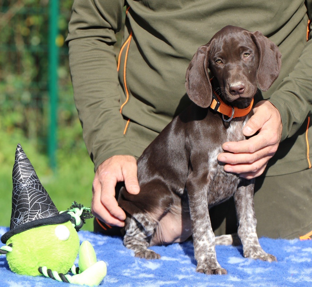 Du Rio Parana - Chiots disponibles - Braque allemand à poil court
