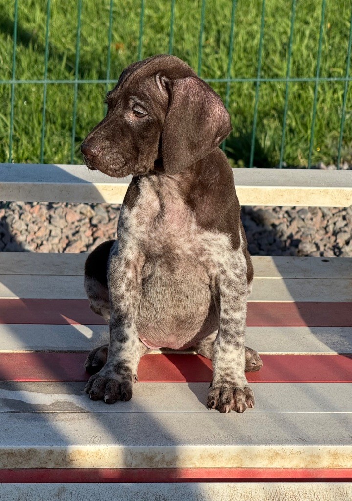 Du Rio Parana - Chiots disponibles - Braque allemand à poil court