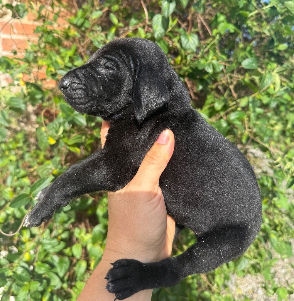 Du Rio Parana - Braque allemand à poil court - Portée née le 26/09/2025