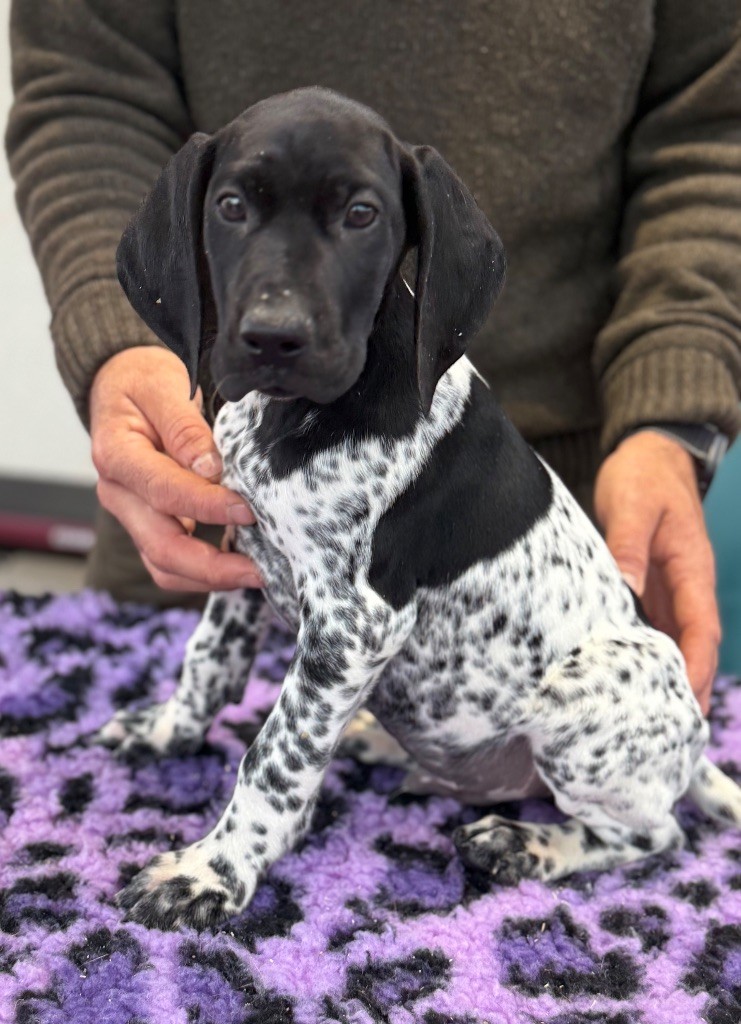 Du Rio Parana - Chiots disponibles - Braque allemand à poil court