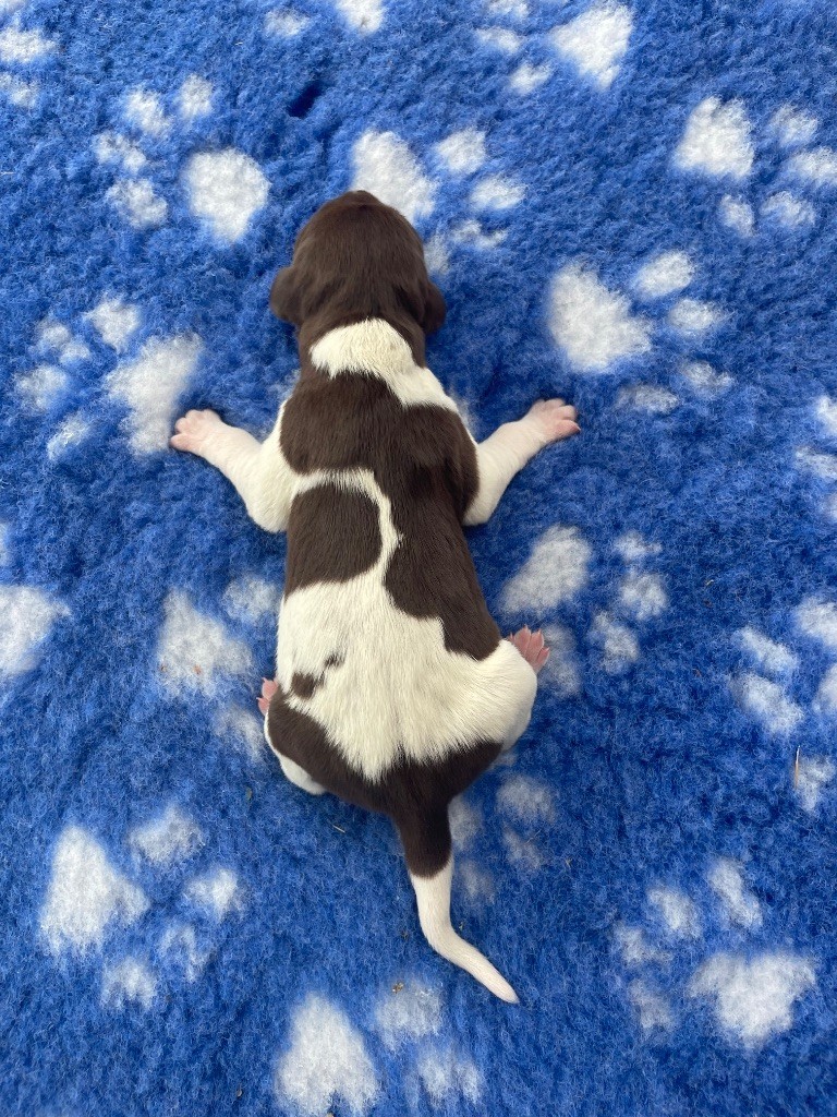 CHIOT 3