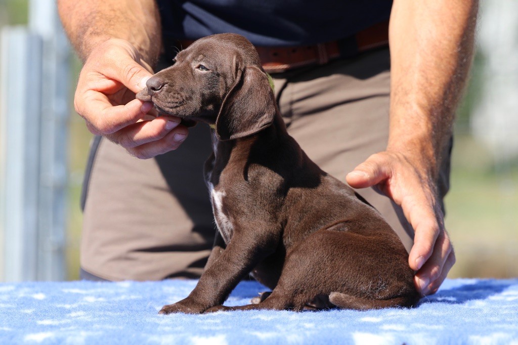 Du Rio Parana - Chiots disponibles - Braque allemand à poil court