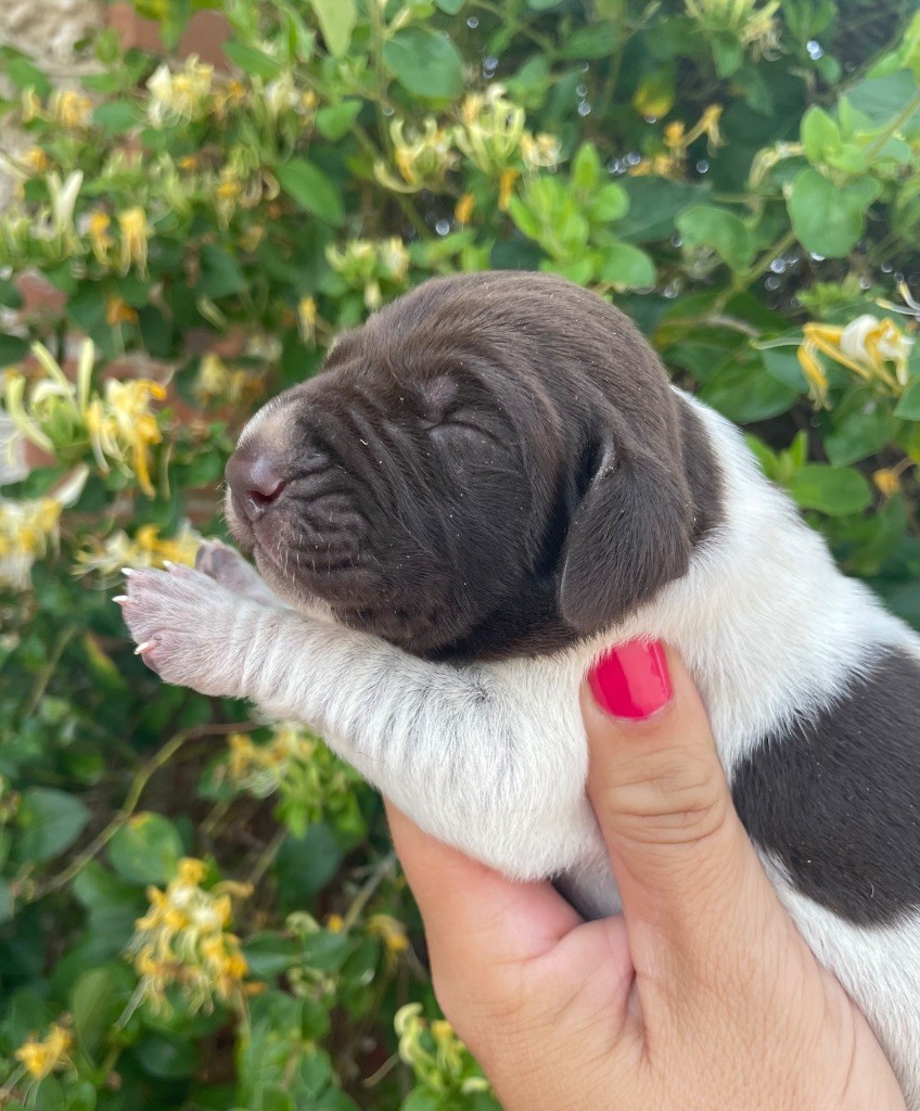 Du Rio Parana - Chiots disponibles - Braque allemand à poil court