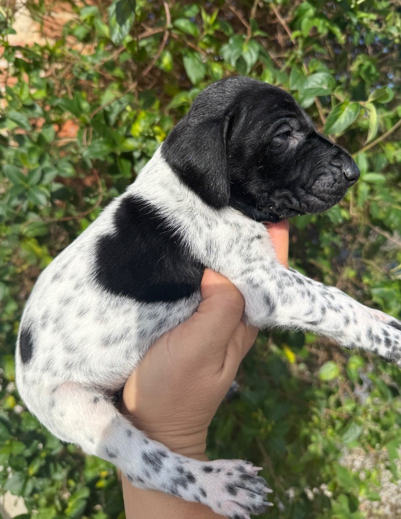 Du Rio Parana - Chiots disponibles - Braque allemand à poil court