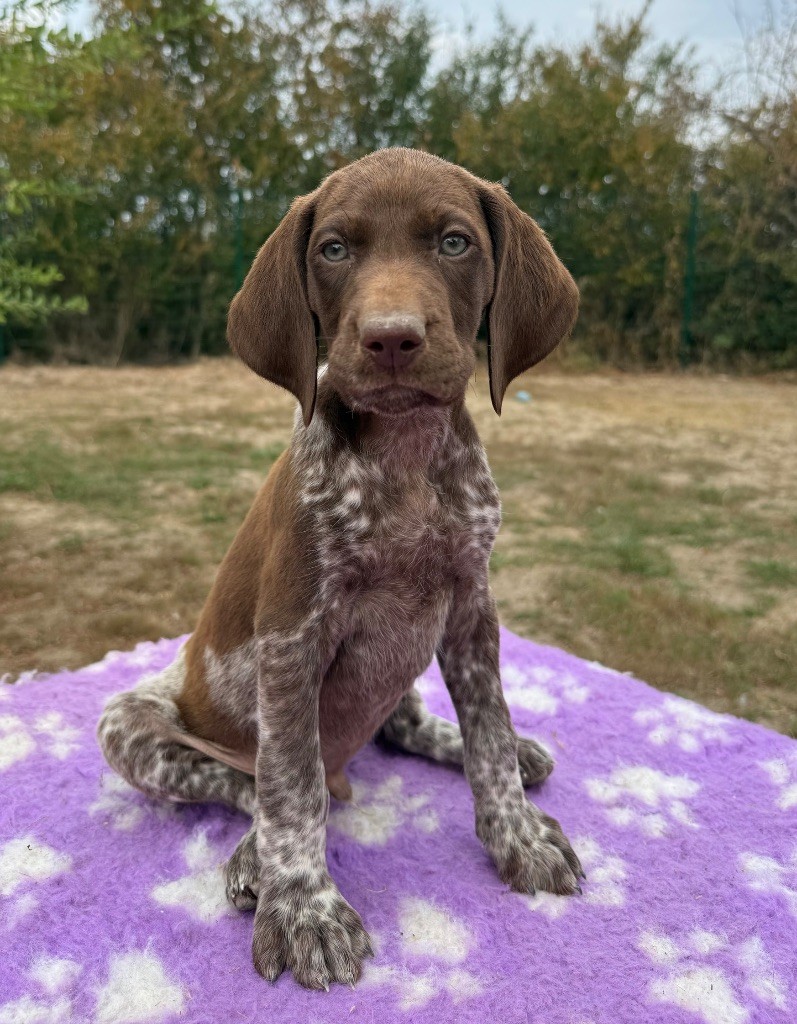 Du Rio Parana - Chiots disponibles - Braque allemand à poil court