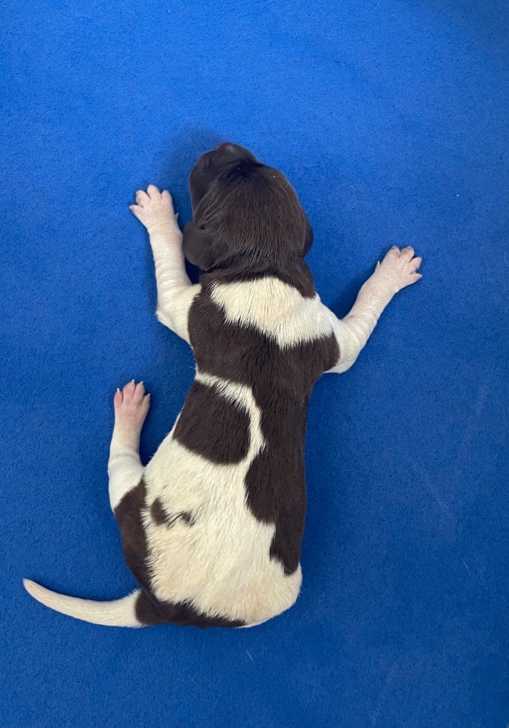 Du Rio Parana - Chiots disponibles - Braque allemand à poil court