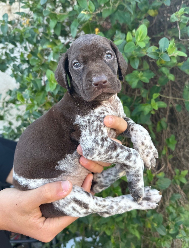 Du Rio Parana - Chiots disponibles - Braque allemand à poil court
