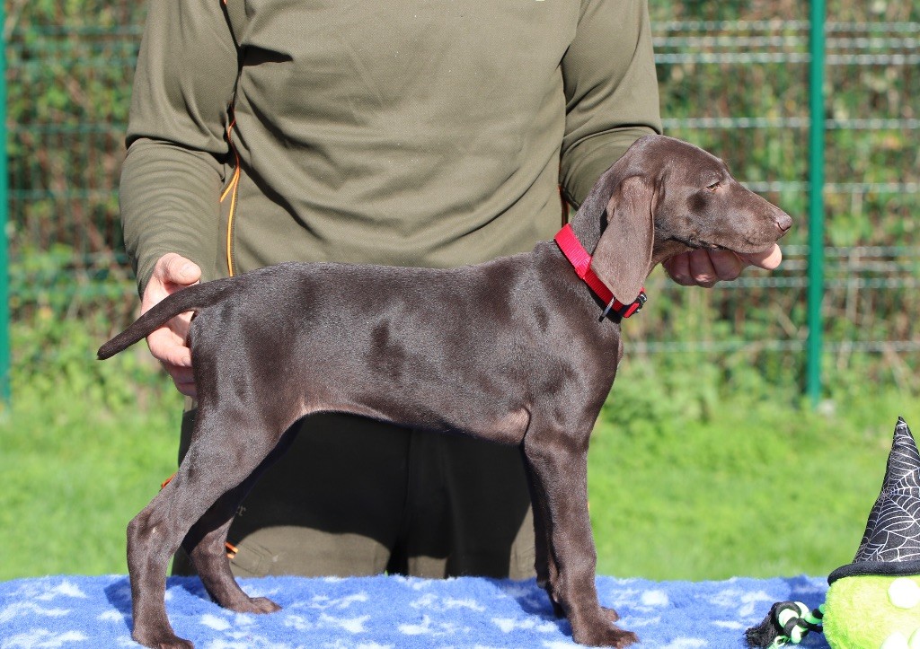 Du Rio Parana - Braque allemand à poil court - Portée née le 08/08/2025