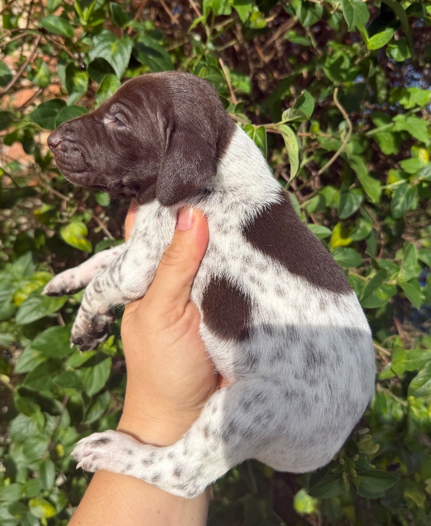 Du Rio Parana - Chiots disponibles - Braque allemand à poil court