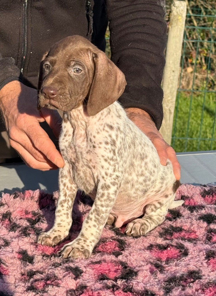 Du Rio Parana - Chiots disponibles - Braque allemand à poil court