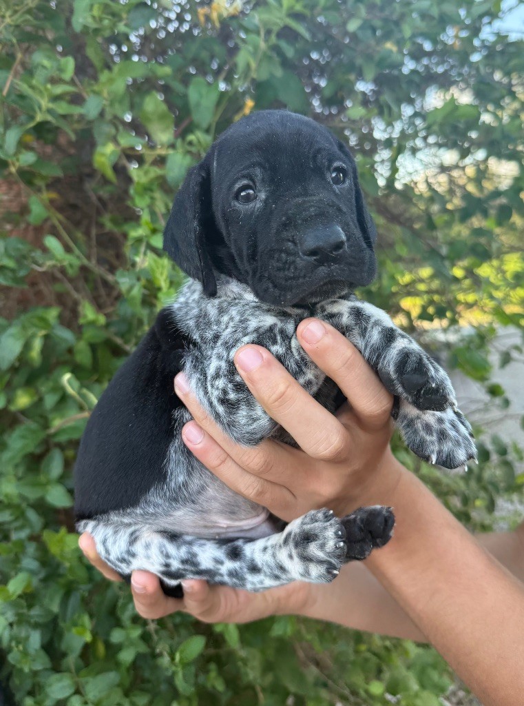 Du Rio Parana - Chiots disponibles - Braque allemand à poil court