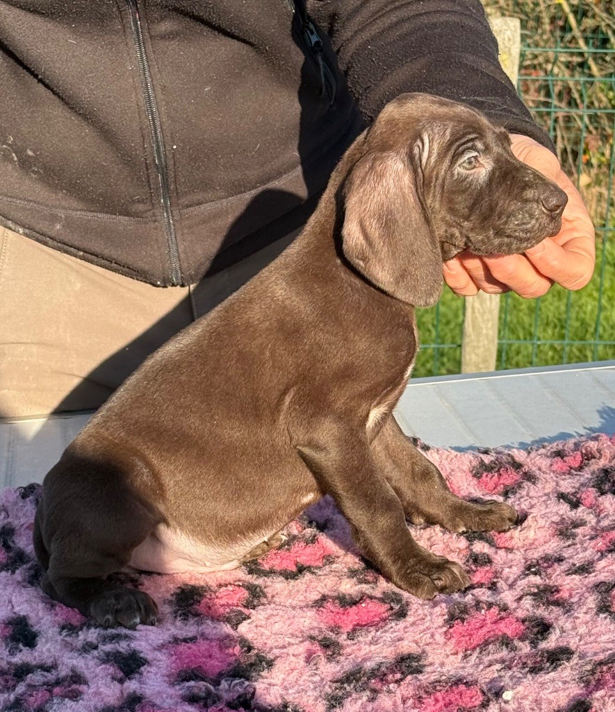 Du Rio Parana - Chiots disponibles - Braque allemand à poil court