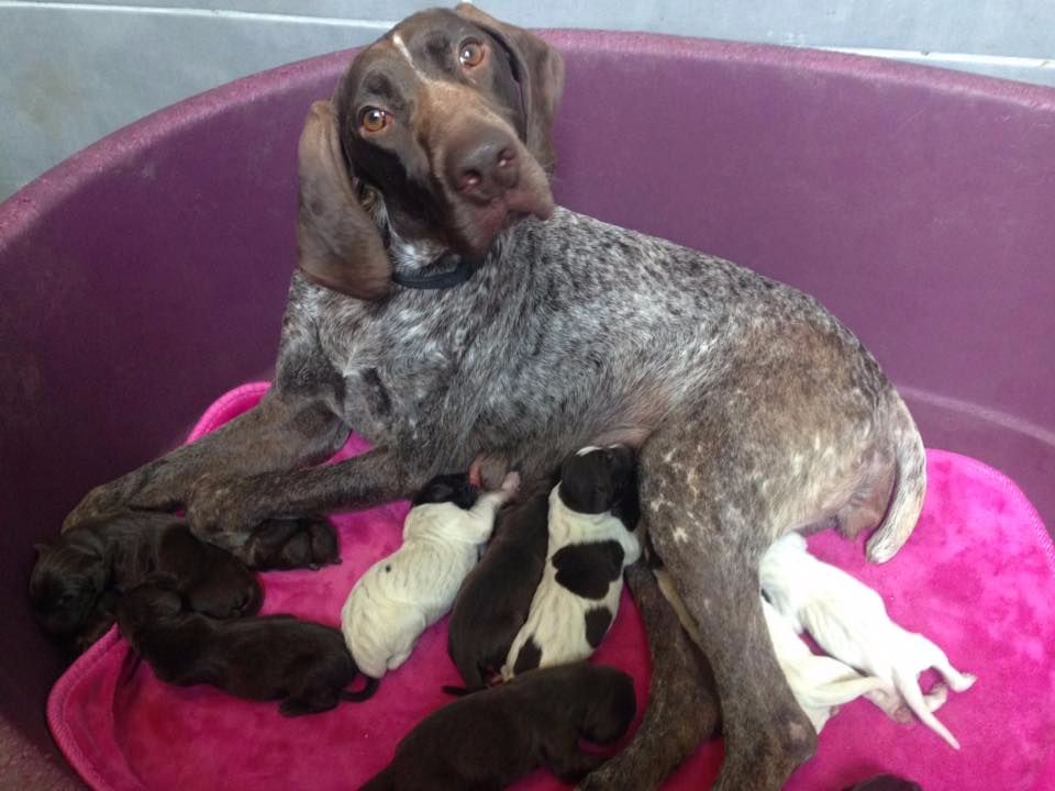 Chiot Braque allemand à poil court Du Rio Parana
