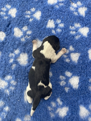 CHIOT 1