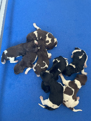 CHIOT 6