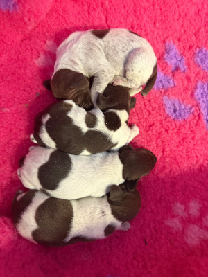 CHIOT 8