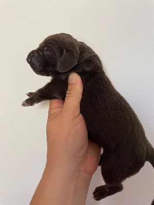 CHIOT 3
