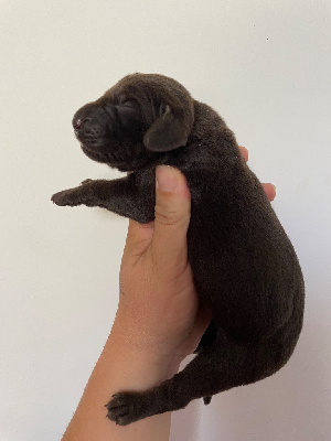 CHIOT 6