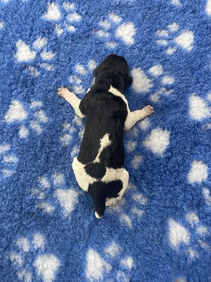 CHIOT 2