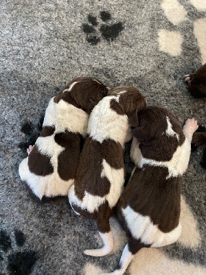 CHIOT 5