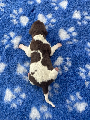 CHIOT 3