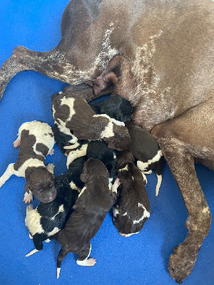 CHIOT 1