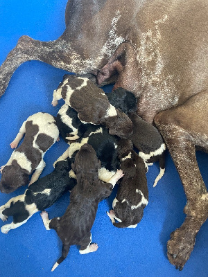 CHIOT 2