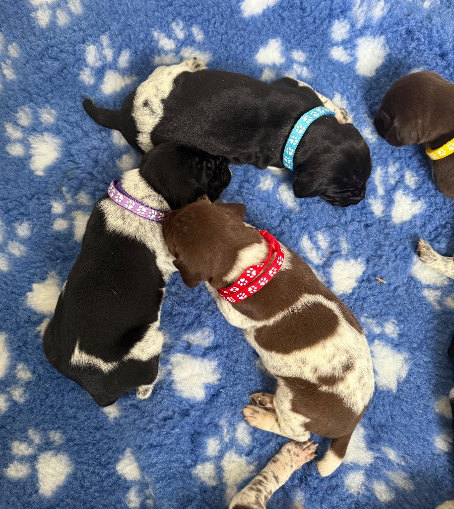 Du Rio Parana - Chiots disponibles - Braque allemand à poil court